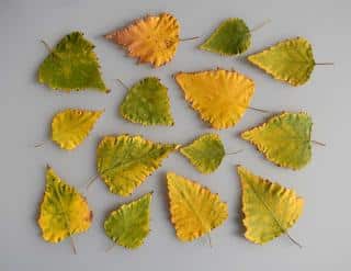 Leaves of a birch tree laid out to dry