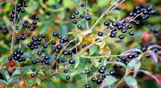 Hedge with black berries