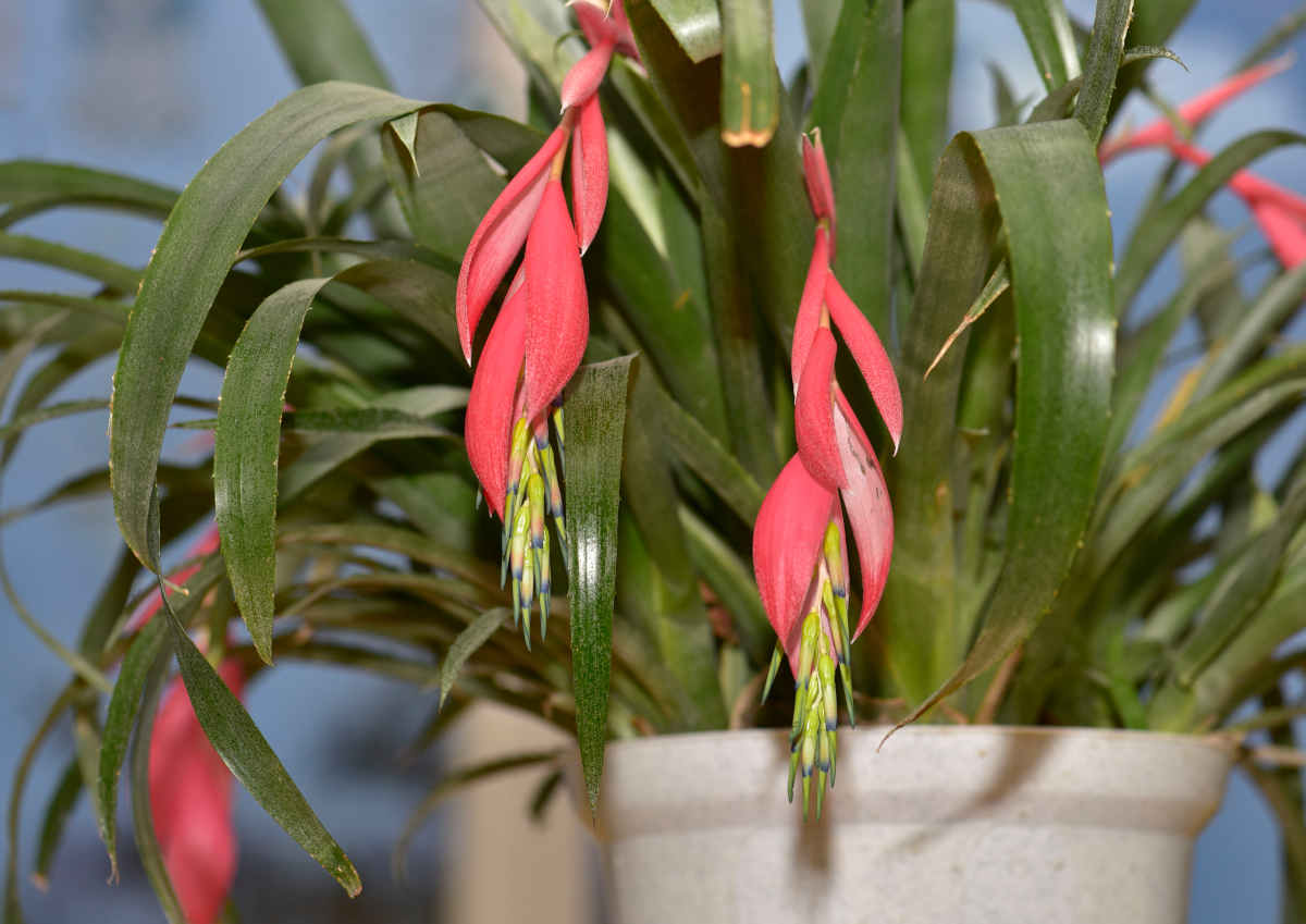 billbergia