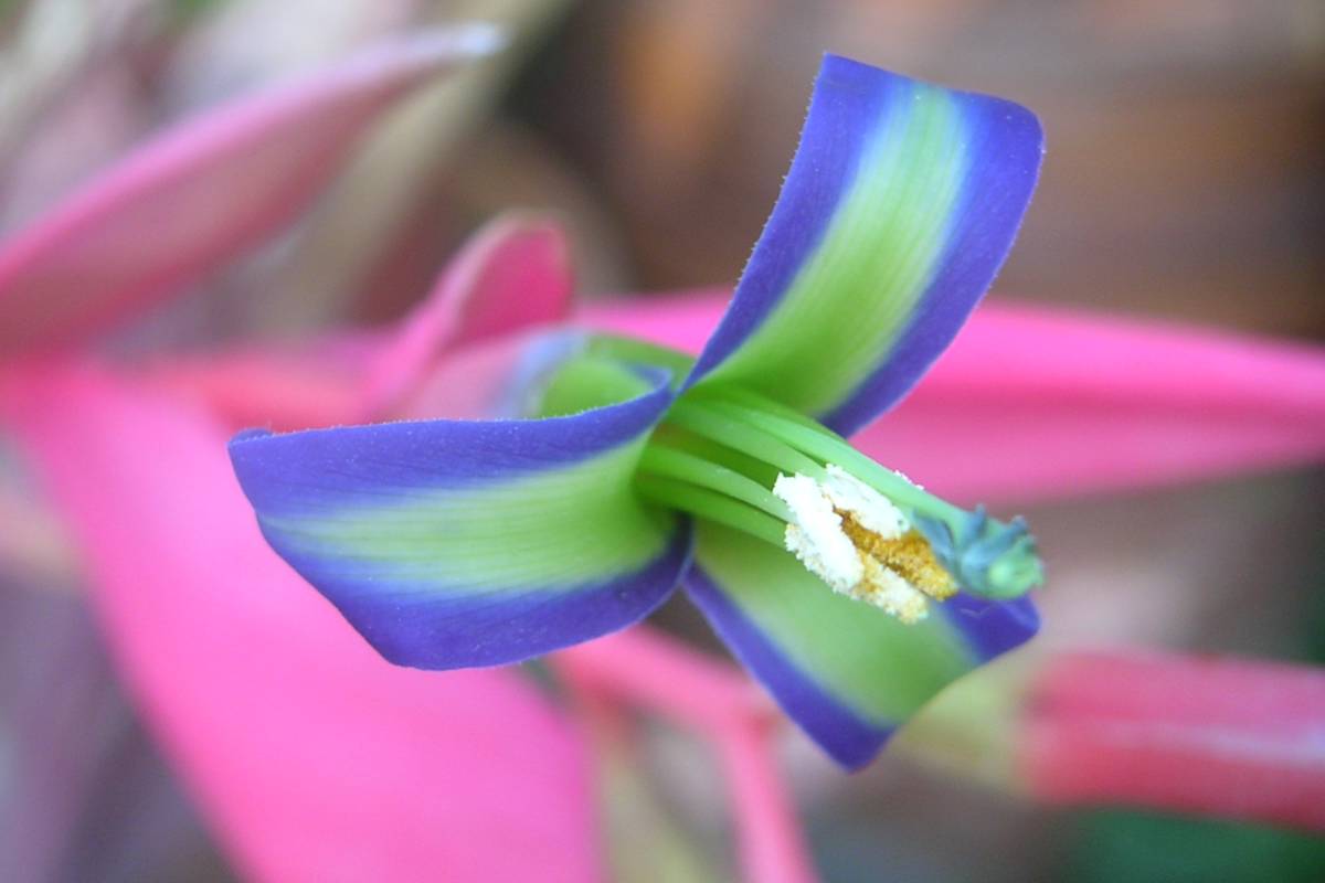 Blue, green and pink billbergia flower