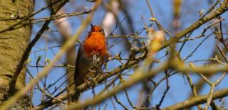 Birds will sing to find a mate