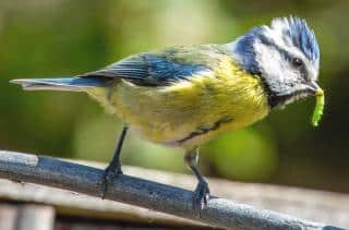 Blue tit helping the gardener out, eating a caterpillar