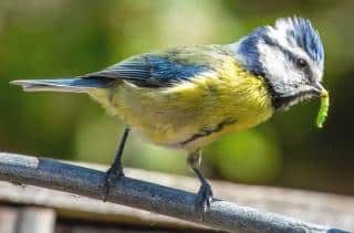 Benefits of bird hedges for gardeners