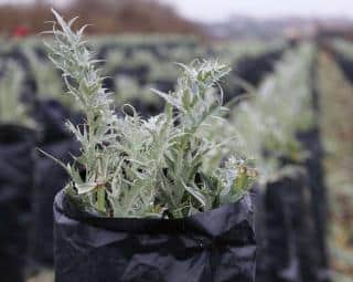 Another way to blanch your cardoon is to use dark opaque plastic or carton wraps