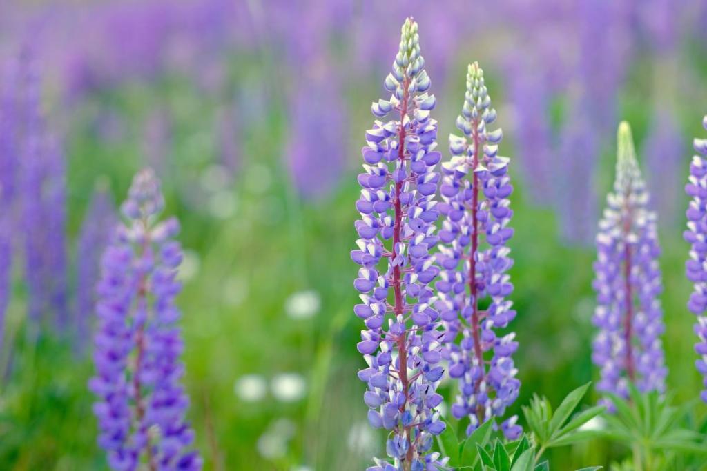 Lupine is clearly among the most blue flowers possible