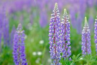Lupine is clearly among the most blue flowers possible