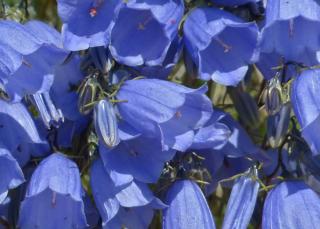 Bellflowers are often cute