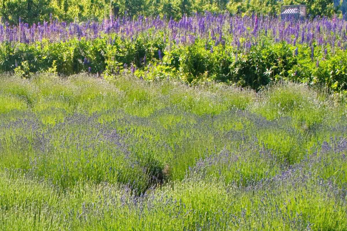 blue shrubs for dry garden