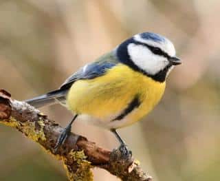 Identifying a blue tit is among the easiest