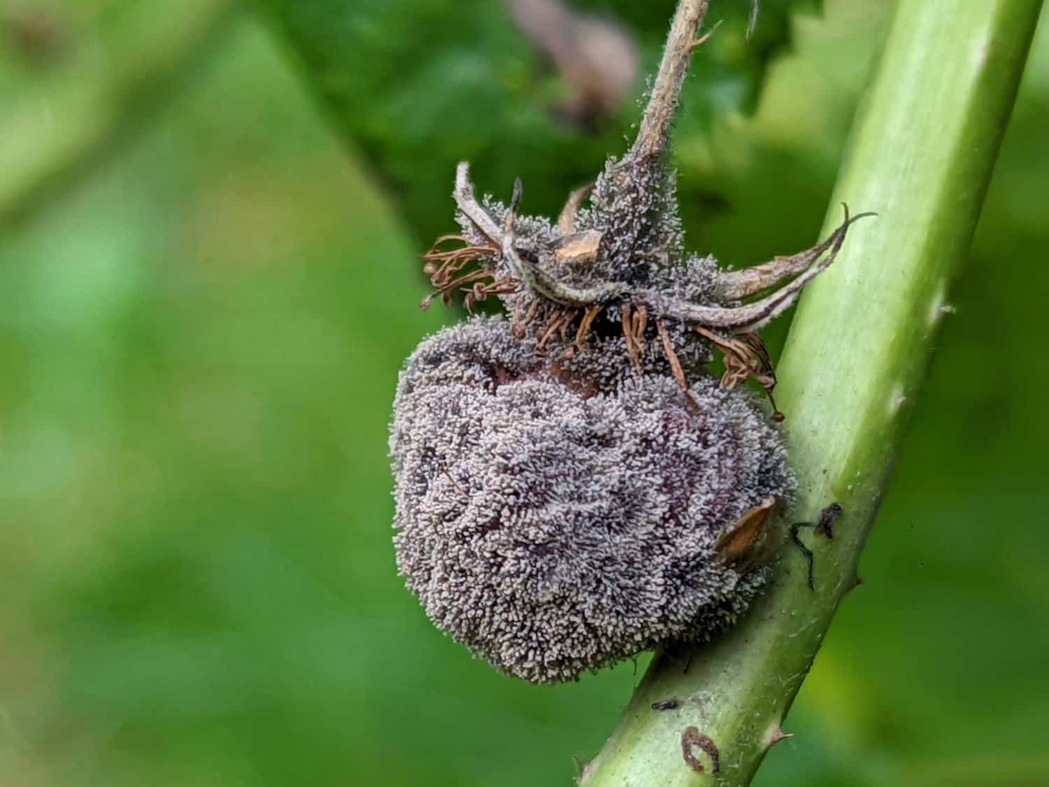 Botrytis gray mold