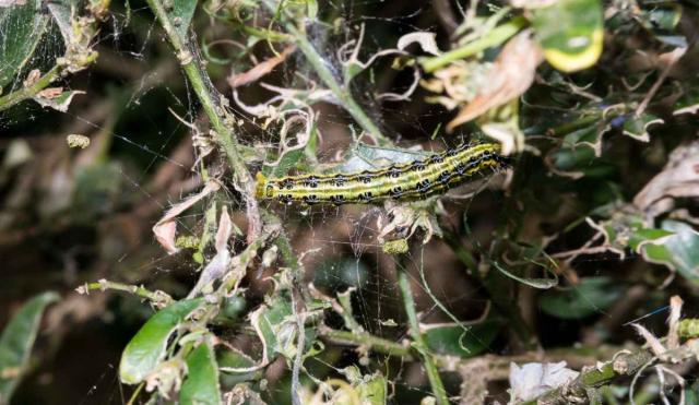 Spidery webs are one of the boxwood caterpillar identification clues