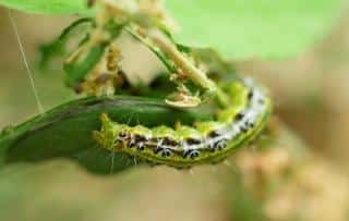 Caterpillar eating a leaf and spinning a web on boxwood