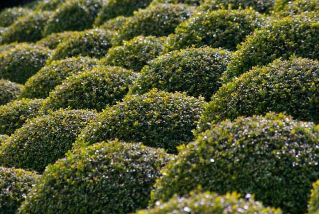 Pruning boxwood into many shapes is easy, like these spheres