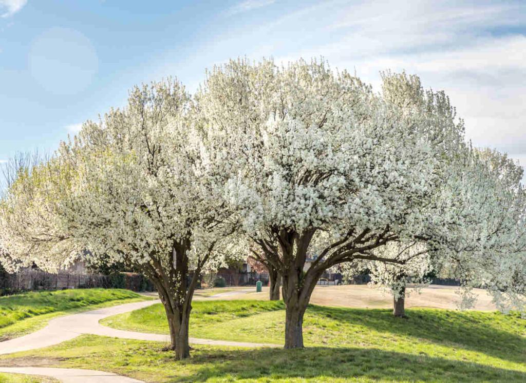 bradford pear