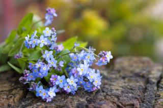 Brunnera stalk with flowers and leaves