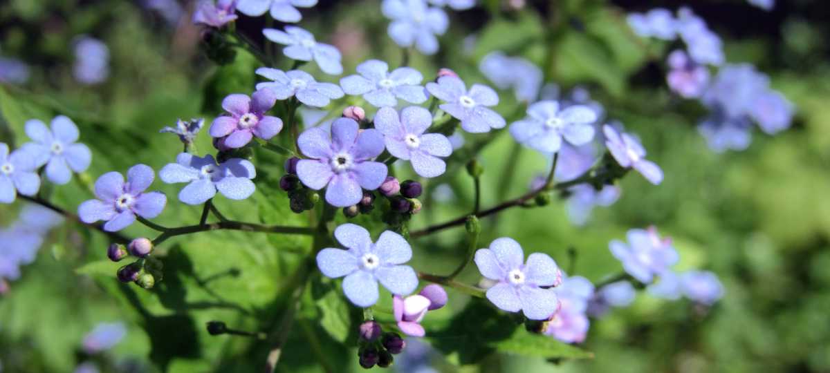Brunnera macrophylla care leads to cute blooming