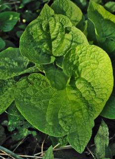 In winter, the fuzz helps brunnera macrophylla to resist the cold a bit