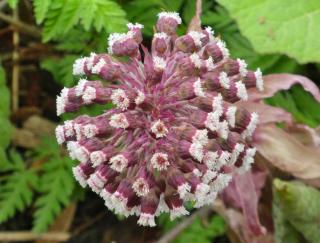 Allergies like pollinosis is one of the ailments butterbur can treat