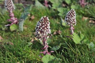 Health benefits of butterbur are numerous