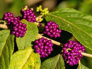 Callicarpa's beautiful berries appeal to birds from afar