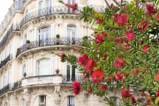 Callistemon is a fabulous shrub that also does great in cities