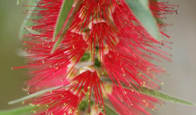 Fabulous callistemon flower with a close-up on the stamens