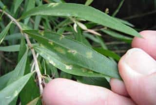 Disease on callistemon leaves