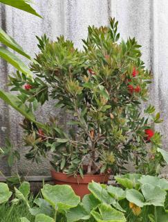 Potted callistemon with other plants nearby