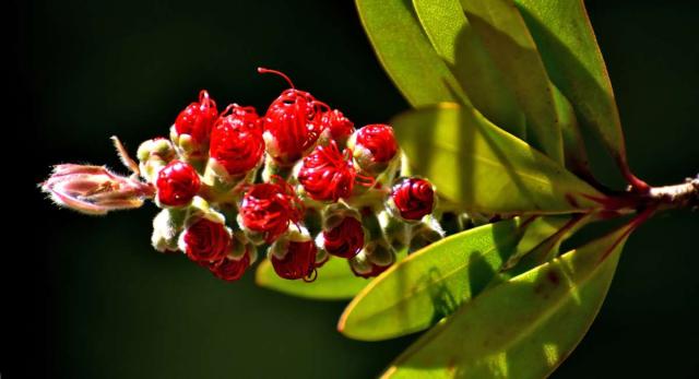 Watering your callistemon will ensure blooming
