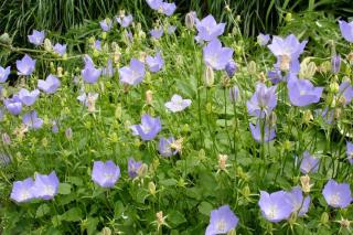 Campanula carpatica, the carpathian bellflower