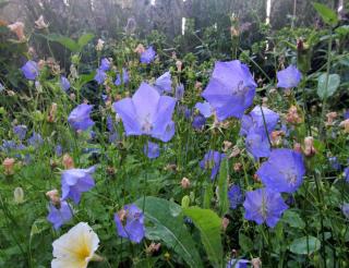 Caring for Carpathian bellflower is reduced to deadheading