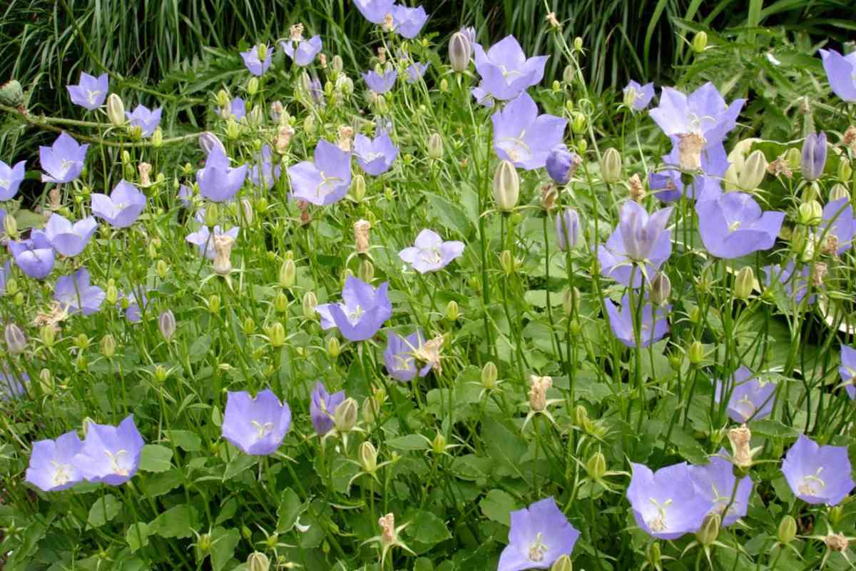 Campanula carpatica, the carpathian bellflower