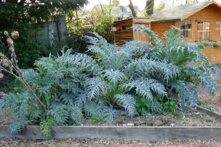 Large cardoon plants in front of a garden shed