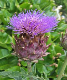 Cardoon flower