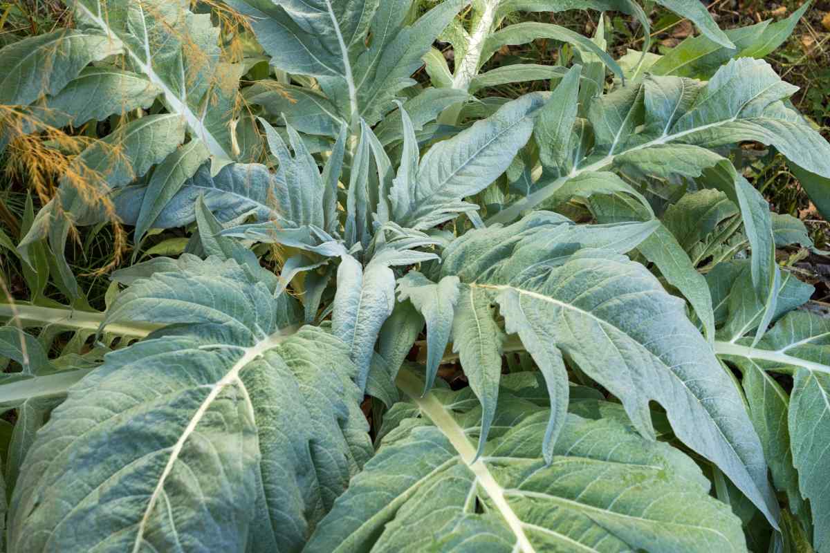 Cardoon, a stalk vegetable that is surprisingly beautiful, too