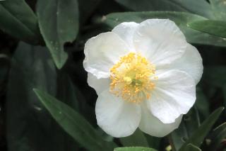 Single flower of a carpenteria californica