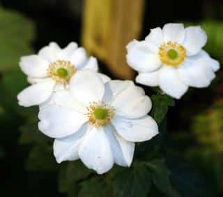 With proper care, eventually guiding along a trellis