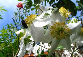 Carpenteria californica used in landscaping