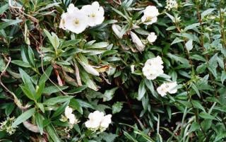 Diseases and pests may infect carpenteria californica