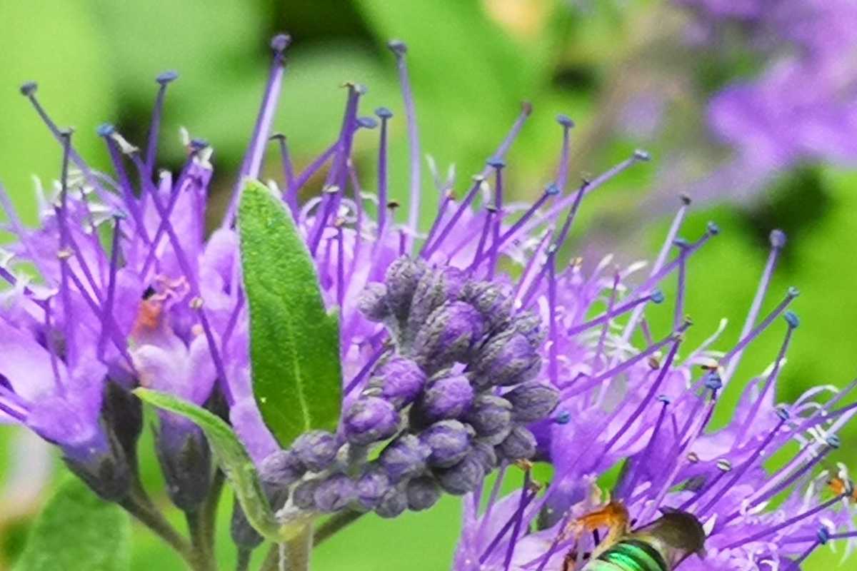 Caryopteris - bluebeard