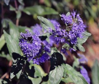 Caring for caryopteris will lead to nice blooming