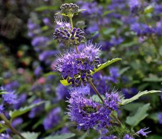 Dark knight caryopteris