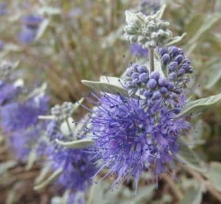 Caryopteris lissilv sterling silver variety