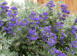 Planting caryopteris in a flower bed