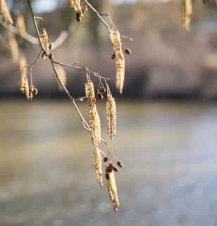Catkin plants like willow, birch and alder release pollen
