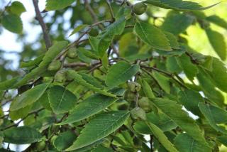 Caucasian elm seed nuts