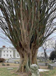 Large caucasian elm in a cemetery in winter, just before pruning
