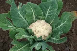 Space cauliflower about 60 to 80 cm apart