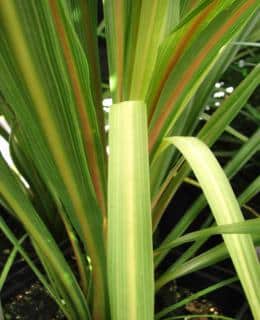Yellow leaves on a cordyline plant