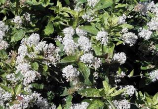 Caring for ceanothus will enhance blooming